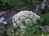 Heracleum persicum