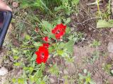 Phelypaea tournefortii