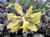 Astragalus odoratus