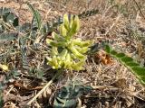 Astragalus odoratus