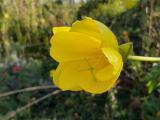 Oenothera glazioviana