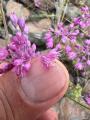 Allium huber-morathii