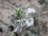 Nigella arvensis