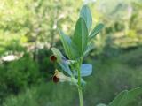 Vicia narbonensis