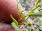 Thesium procumbens