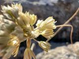 Allium rupestre