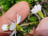 Tripleurospermum transcaucasicum