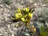 Conringia planisiliqua