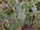 Chenopodium album