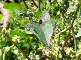 Chenopodium album