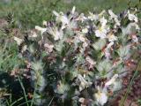 Pedicularis caucasica