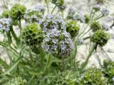 Valerianella coronata