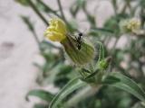 Silene latifolia subsp. eriocalycinae