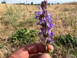 Salvia nemorosa