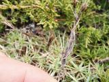 Dianthus erinaceus