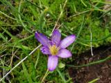 Romulea bulbocodium