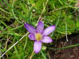 Romulea bulbocodium var. bulbocodium