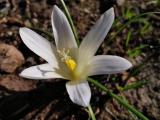 Romulea bulbocodium var. leichtliniana