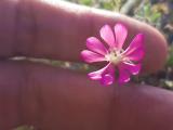 Silene colorata