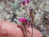 Silene colorata