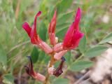 Astragalus elongatus