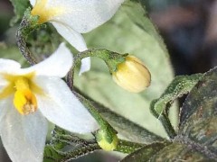 Solanum luteum