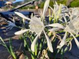 Pancratium maritimum