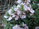 Astragalus plumosus