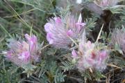 Astragalus plumosus