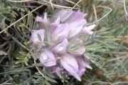 Astragalus plumosus