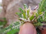 Astragalus icmadophilus