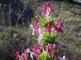 Morina persica