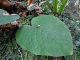 Trachystemon orientalis