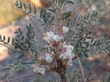 Astragalus caspicus