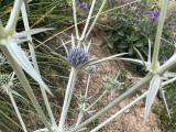 Eryngium billardieri