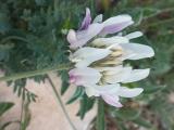 Astragalus bicolor