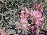 Astragalus condensatus