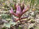 Astragalus tigridis