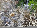 Ptilostemon gnaphaloides