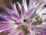 Allium schoenoprasum