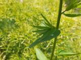 Euphorbia iberica