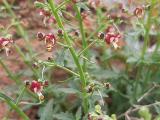 Scrophularia libanotica subsp. libanotica var. cappadocica