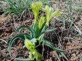 Iris caucasica subsp. turcica