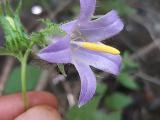 Campanula sclerotricha