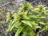 Gentiana cruciata