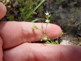 Arenaria serpyllifolia