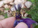 Pulsatilla violacea subsp. armena