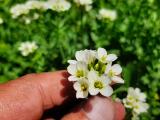 Cardamine uliginosa