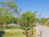 Veronica anagallis-aquatica subsp. lysimachioides