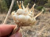 Centaurea fenzlii